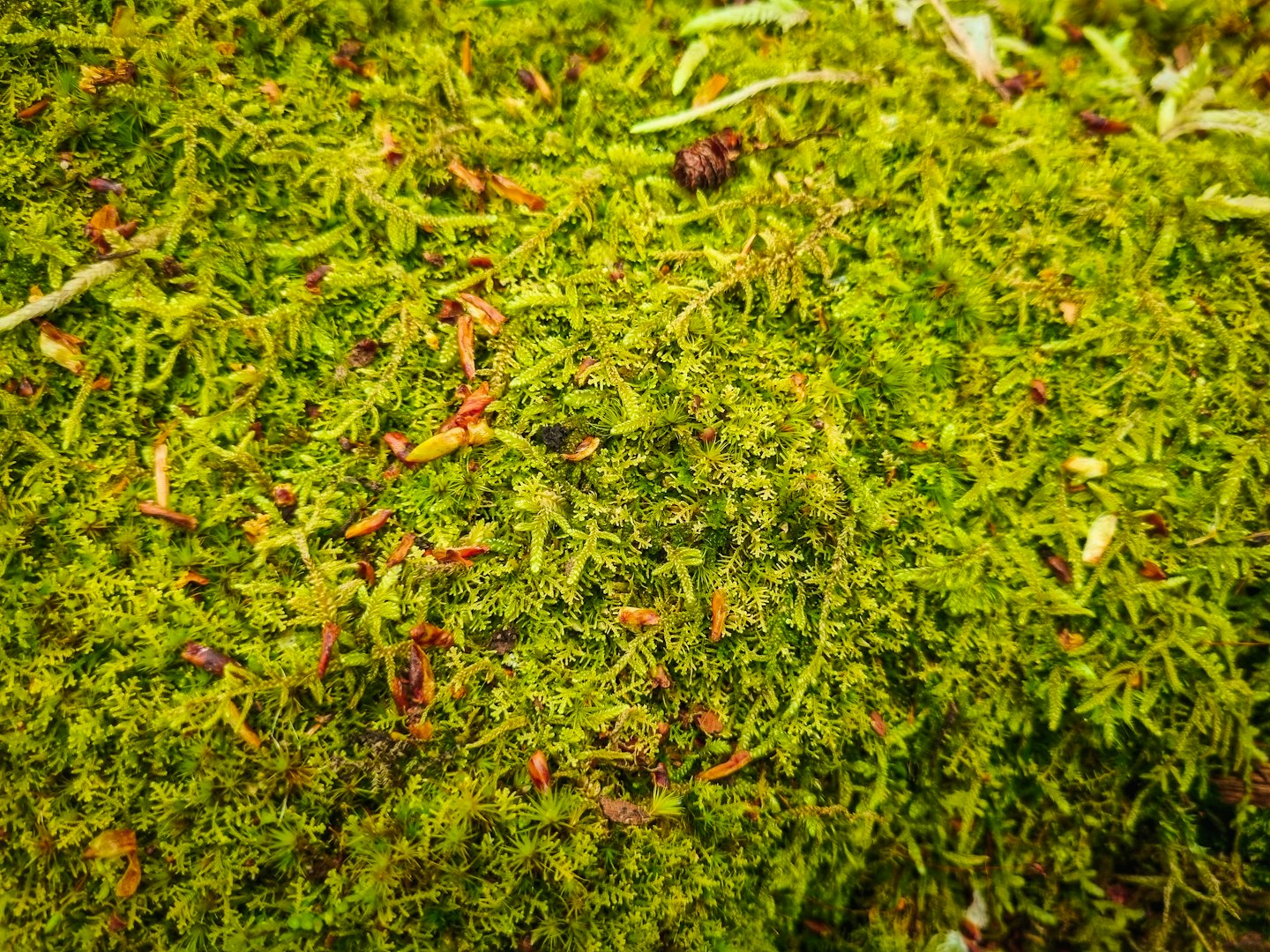 Green moss grows densely on a textured surface.